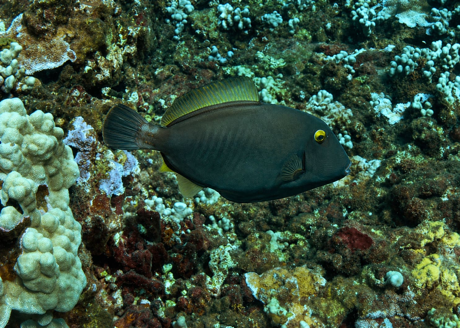 Filefishes