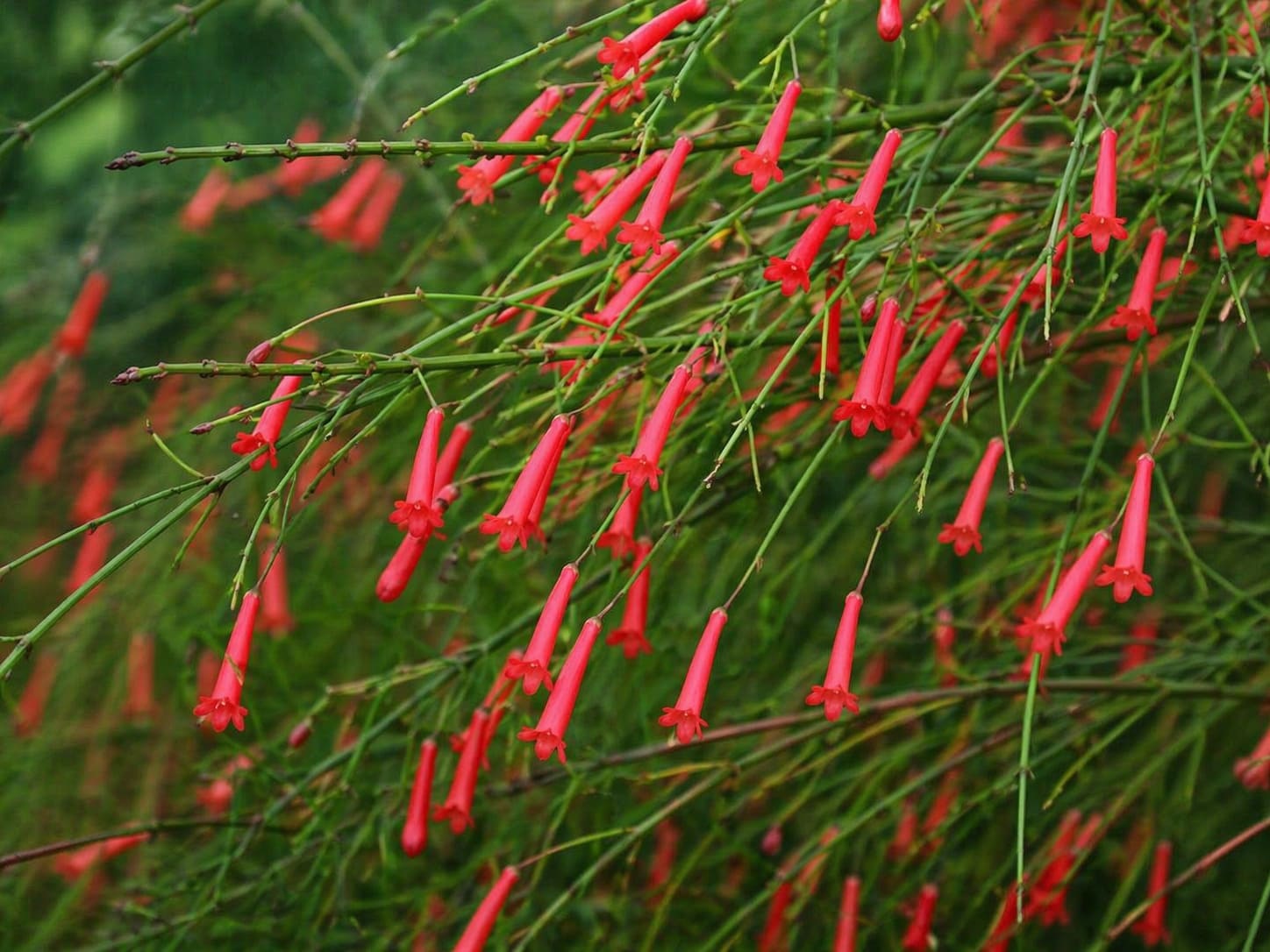 Firecracker Plant