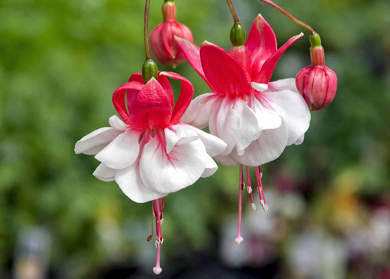 Fuchsia