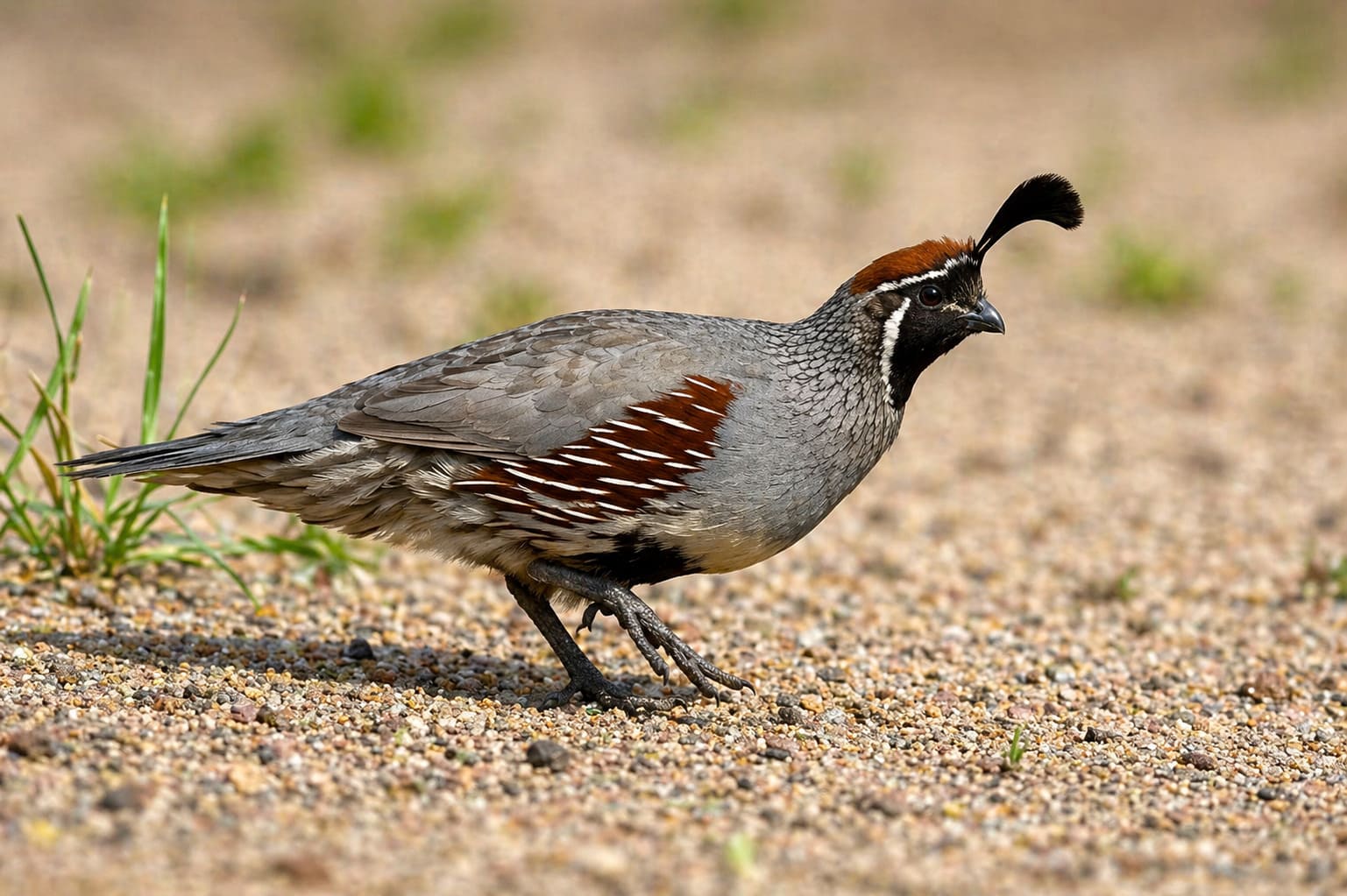 Gambel's Quail