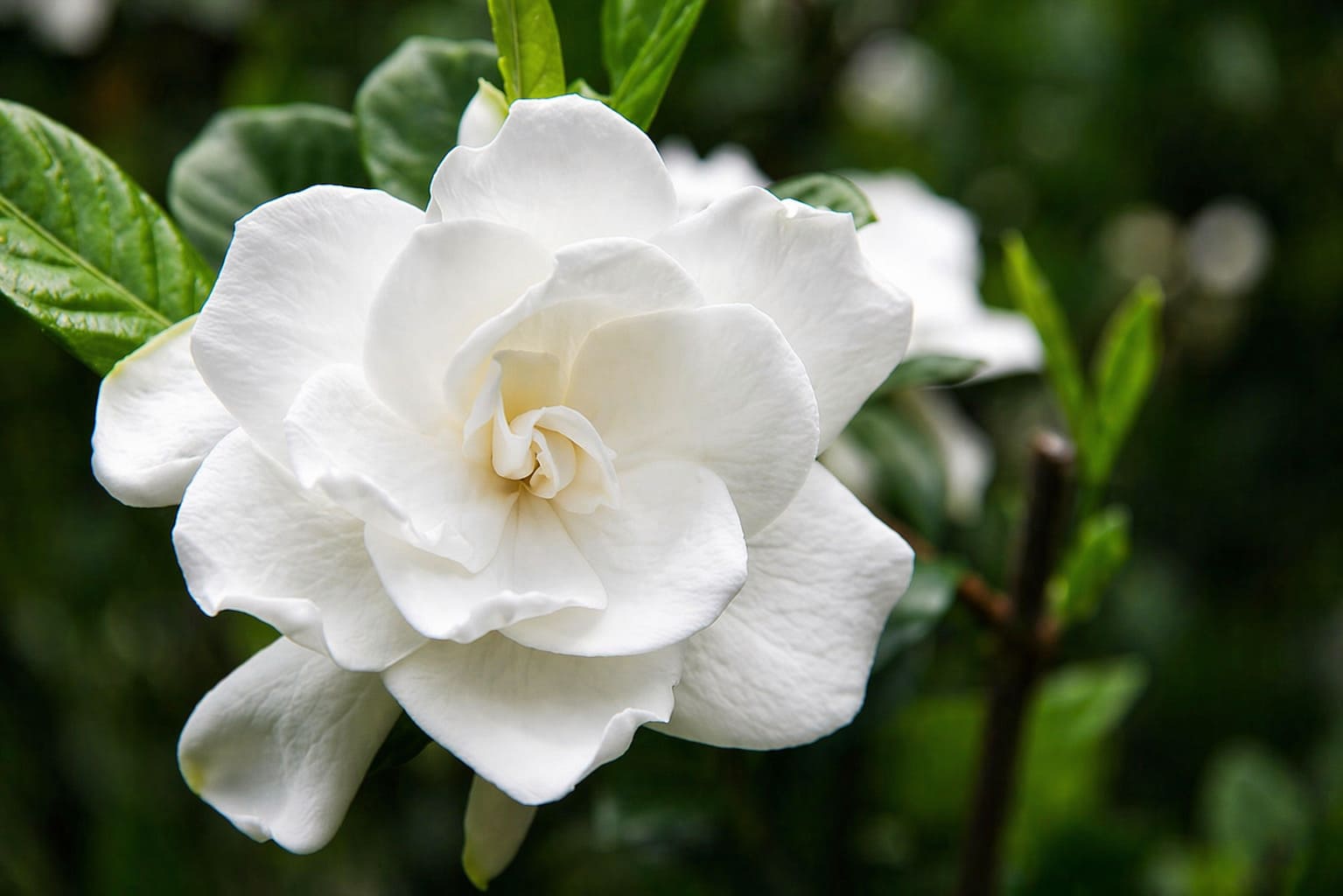 Gardenia