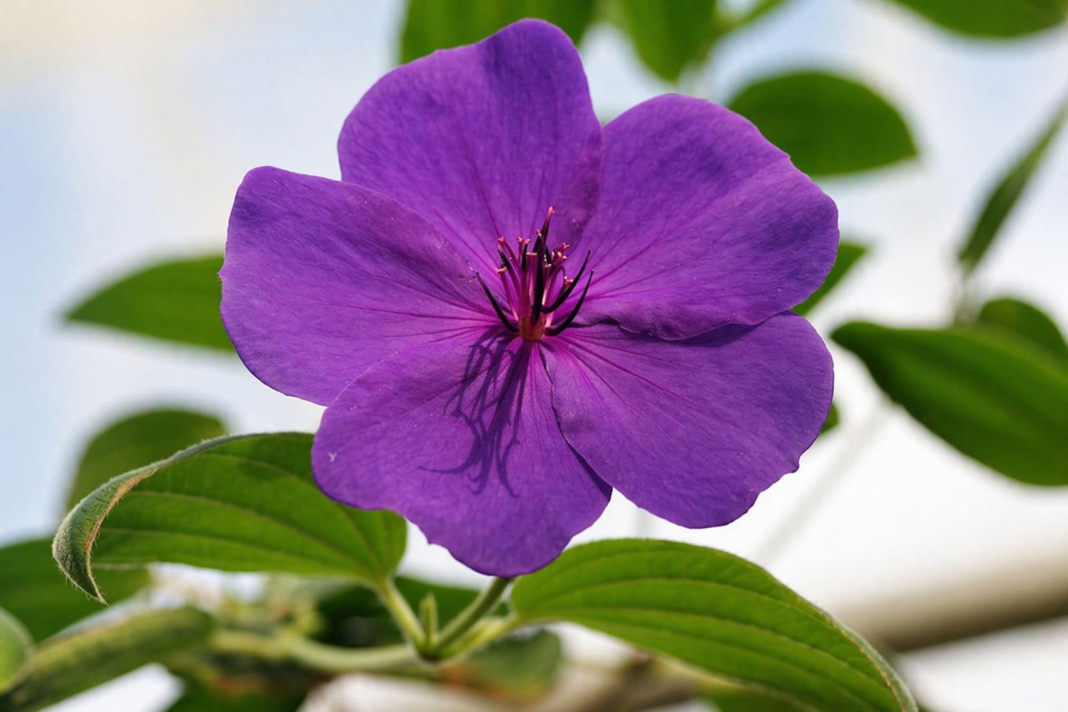 Glory Bush