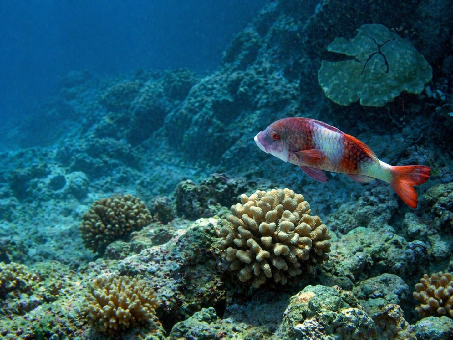 Goatfishes