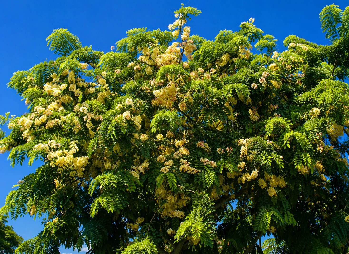 Golden Shower Tree