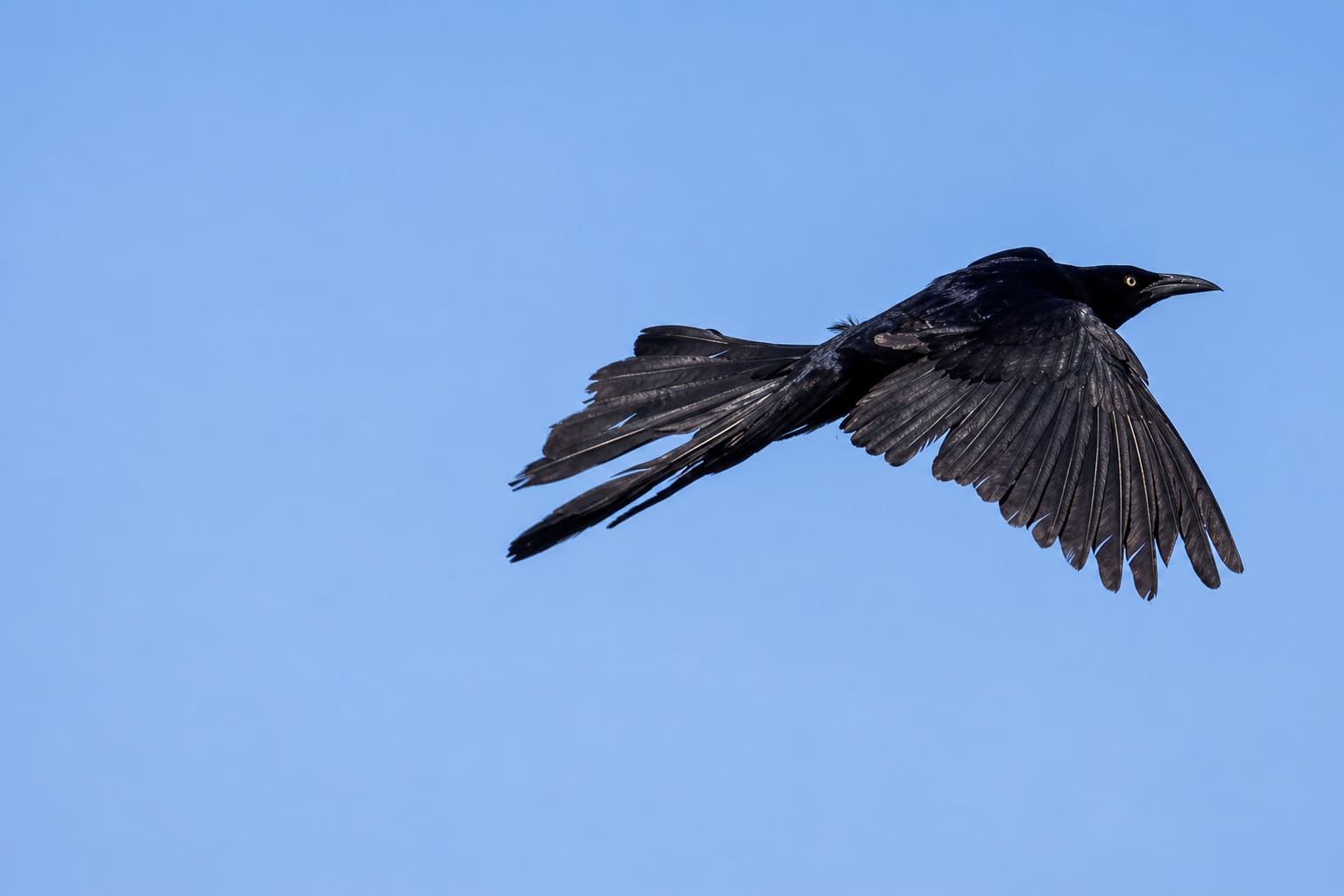 Great-Tailed Grackle