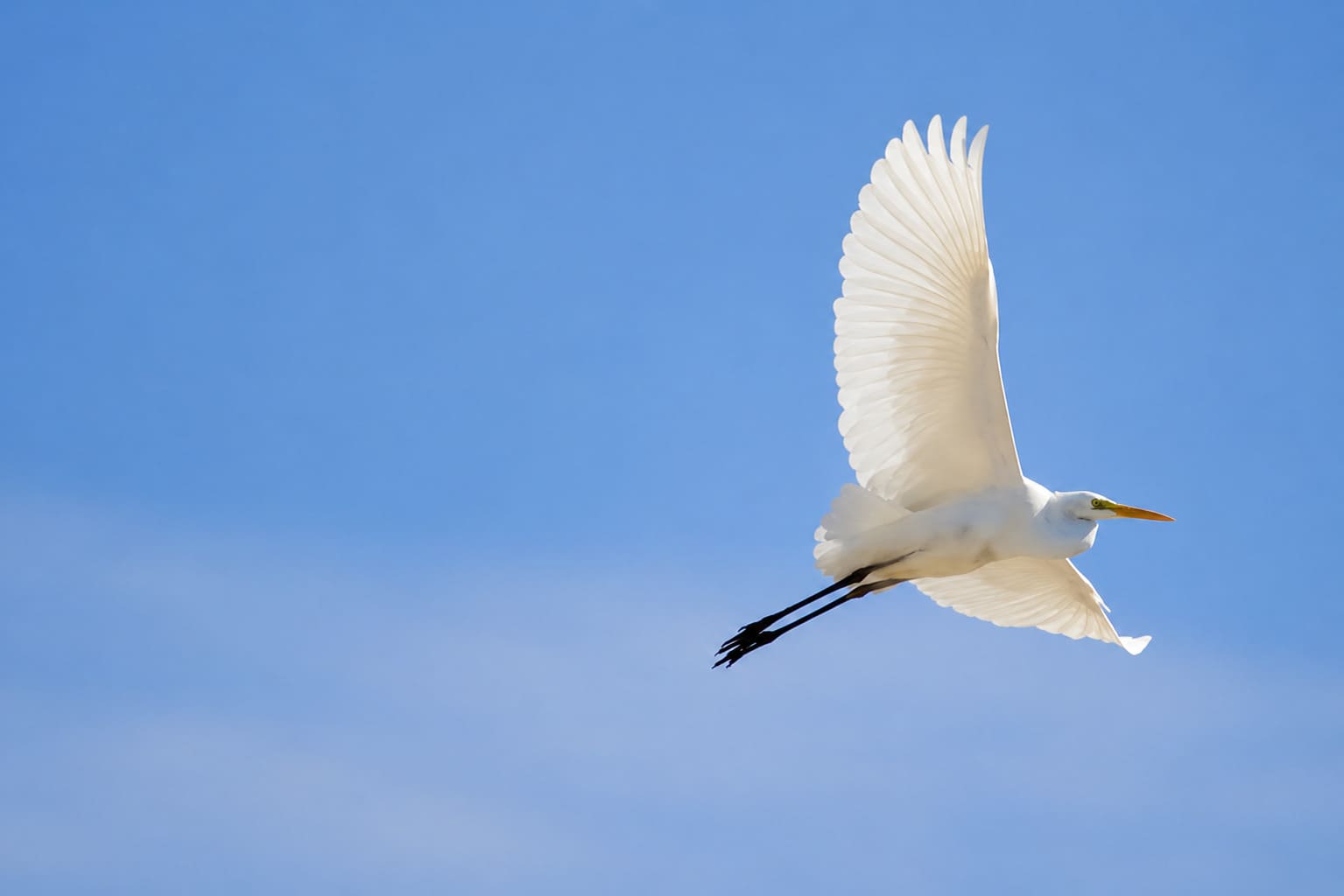 Great Egret