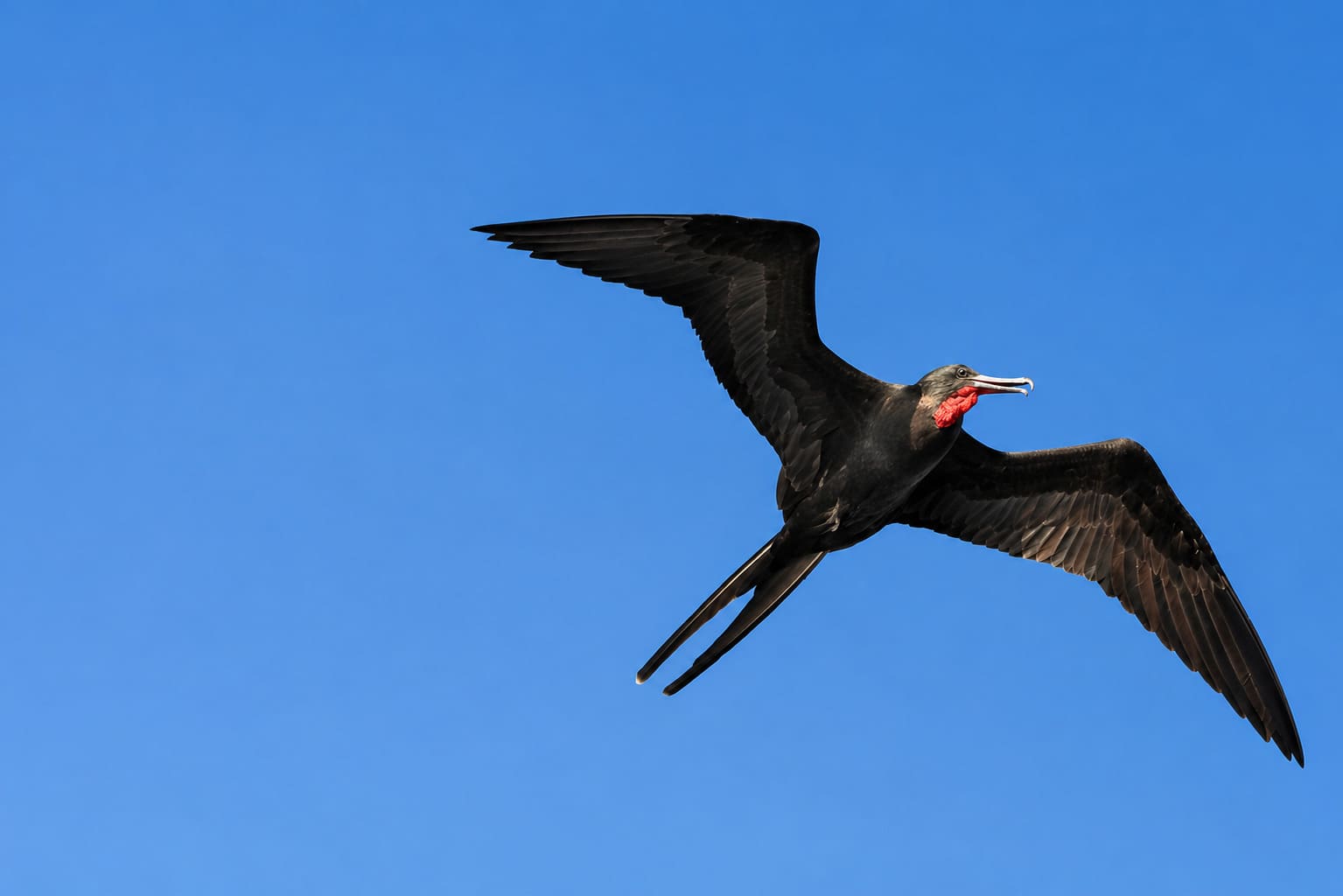 Great Frigatebird