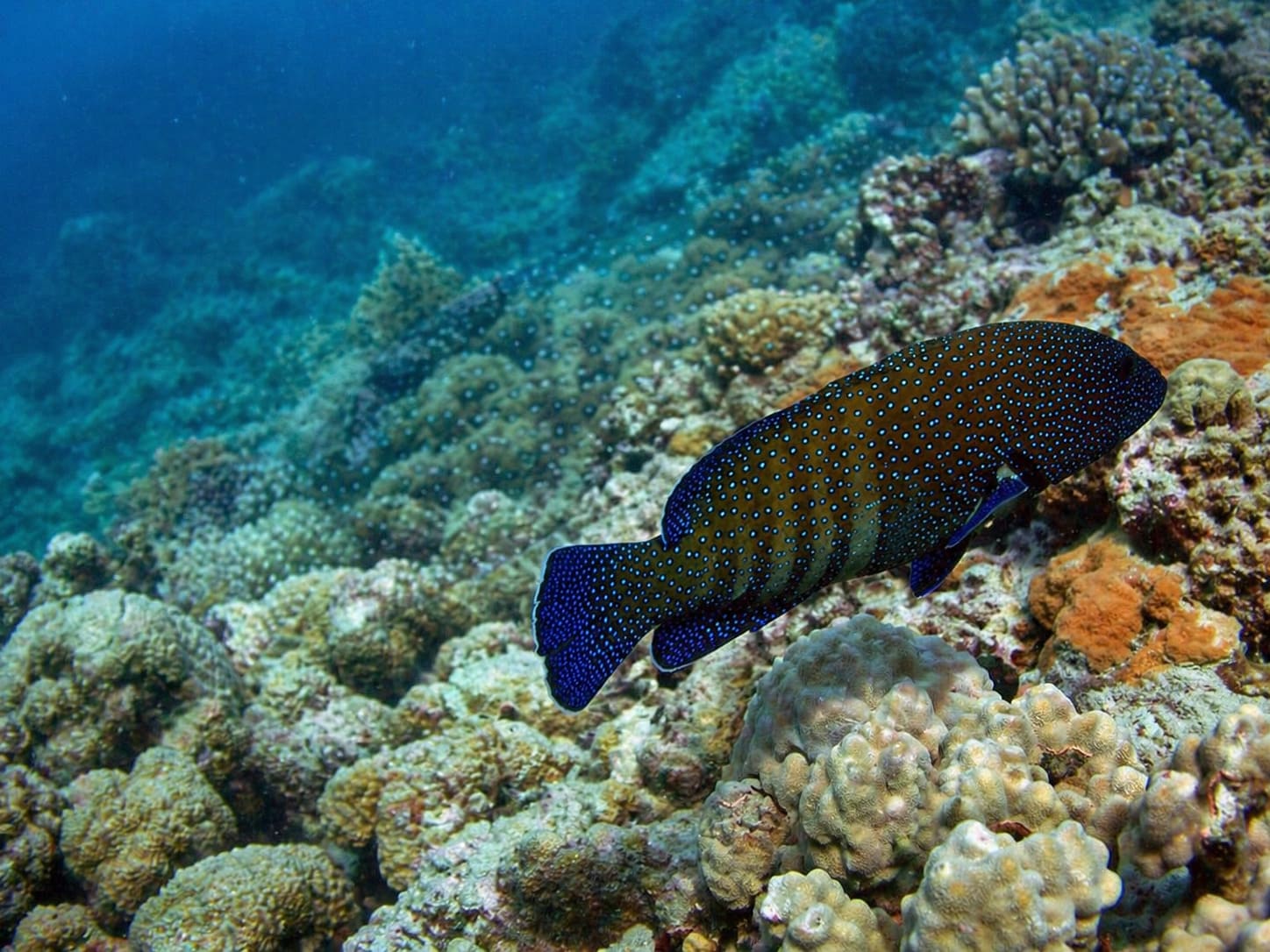Groupers
