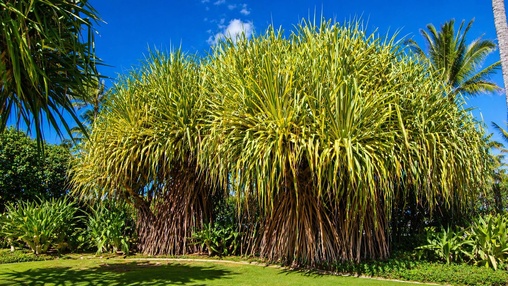 Hala Tree