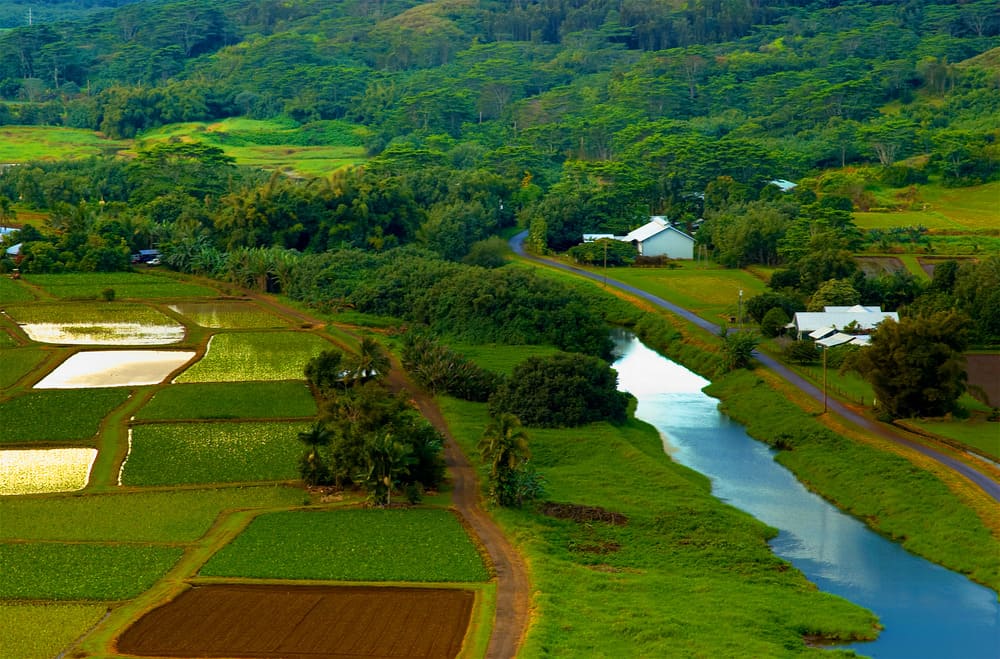 Hawaiian Agriculture