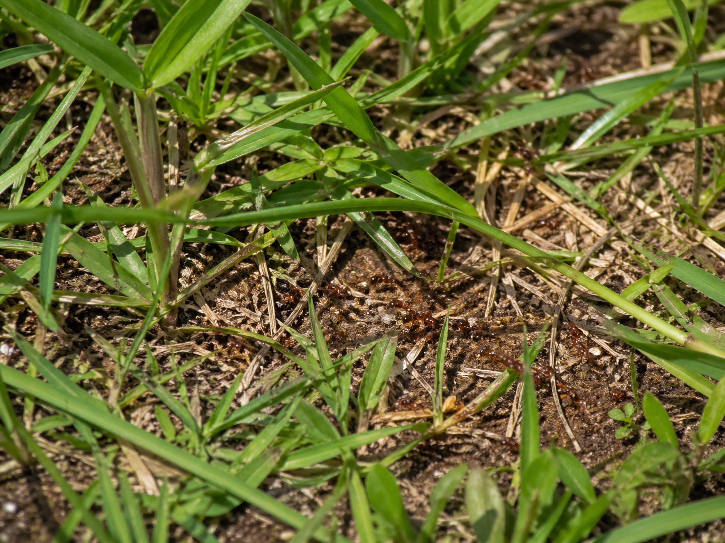 Bugs in Hawaii