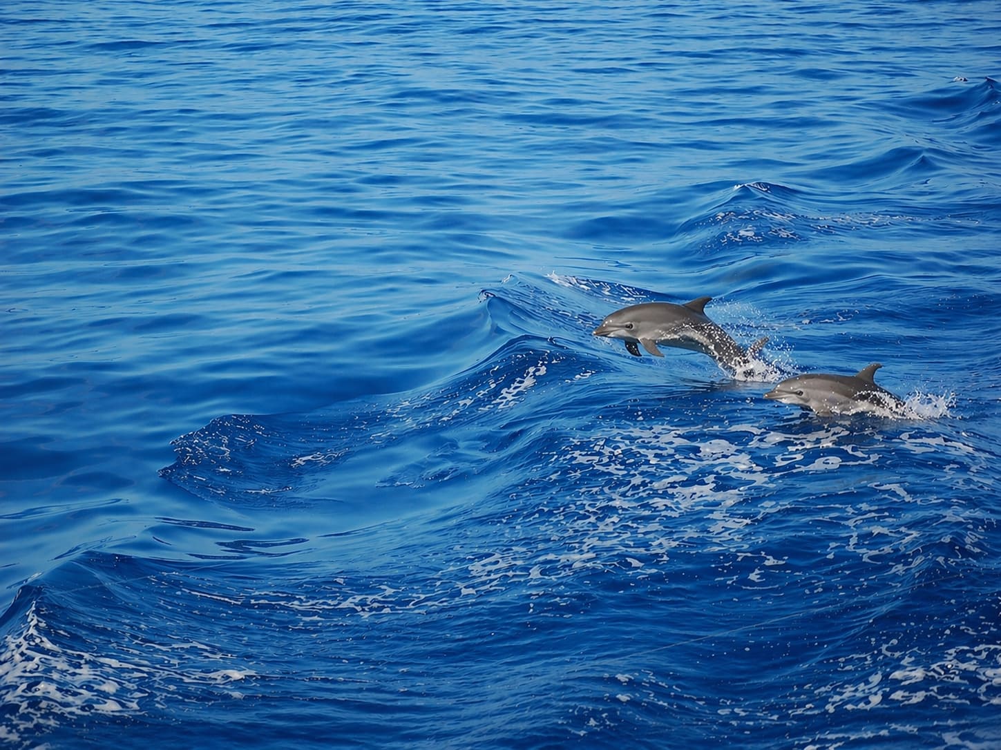 Swimming With Dolphins In Hawaii