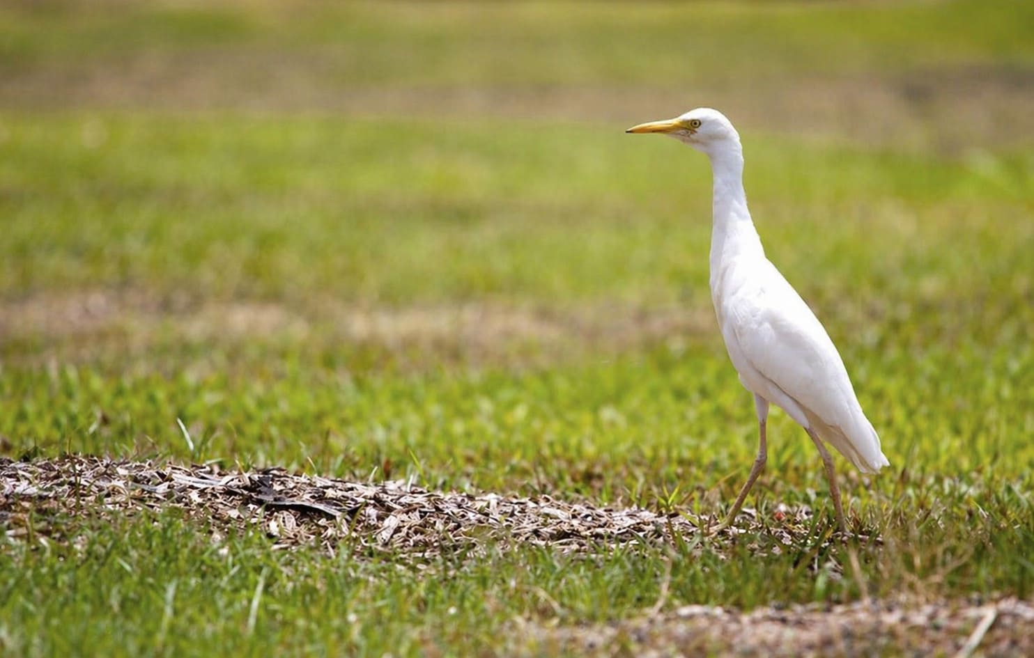Hawaii Fauna