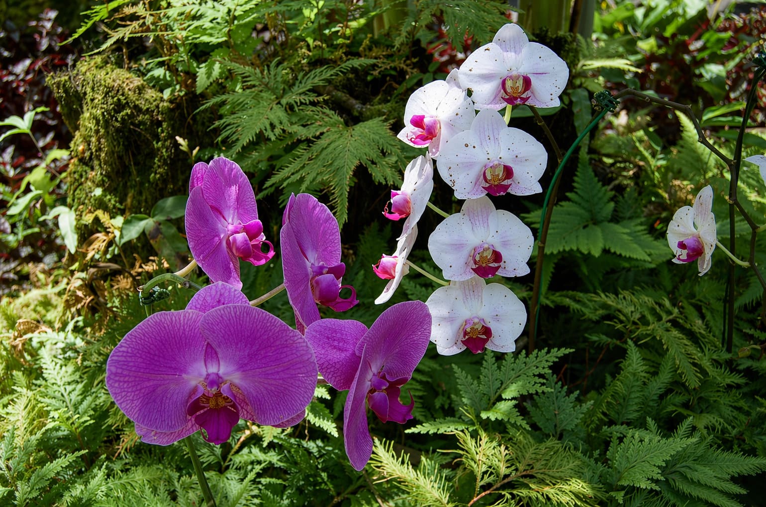 Hawaii Flora