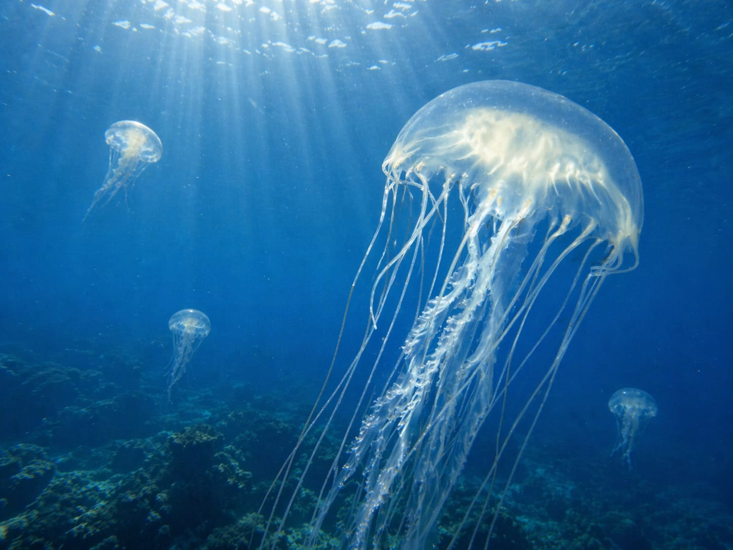 Jellyfish Arrival Calendar