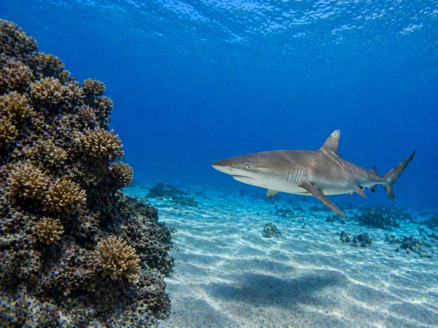 Sharks in Hawaii