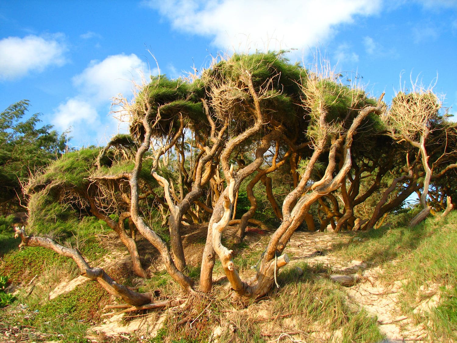 Hawaiian Trees