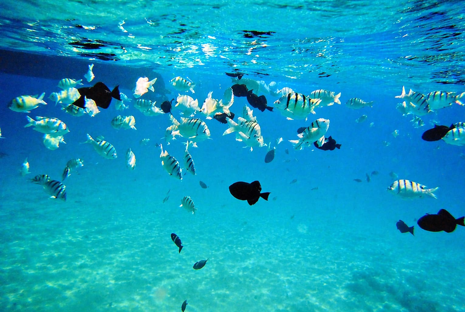 Hawaii Underwater World