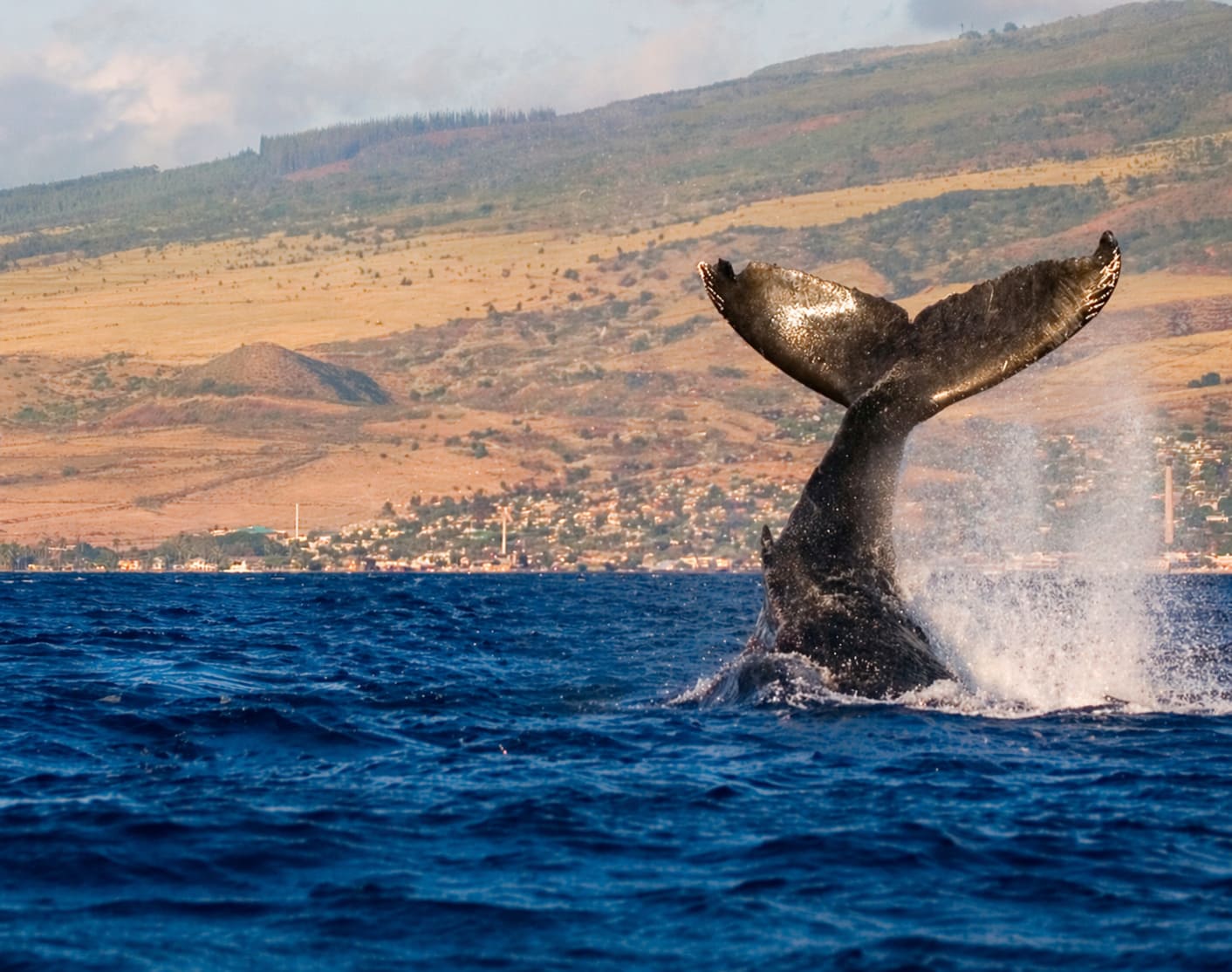 Whales