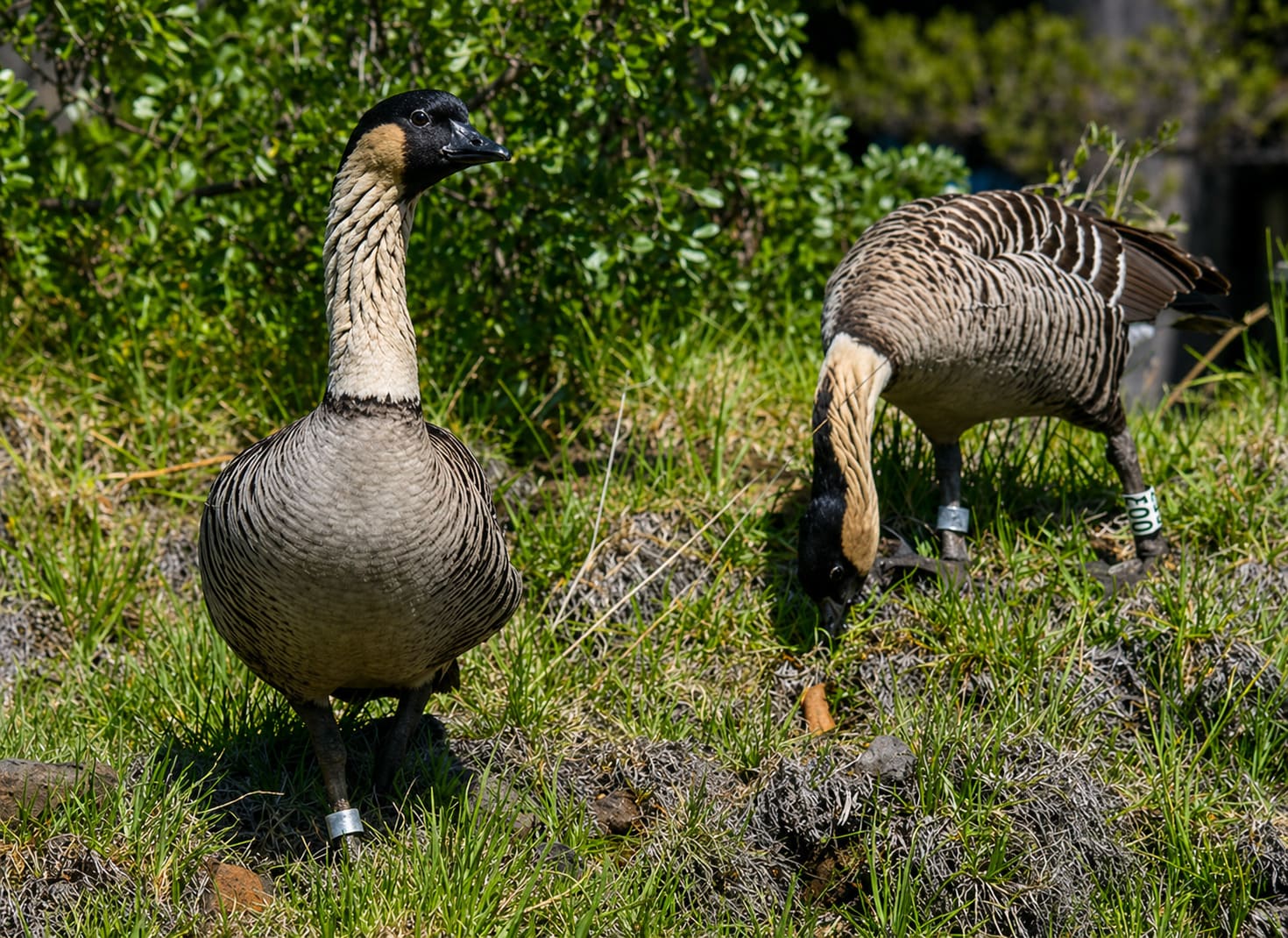 Hawaiian Goose - Nene
