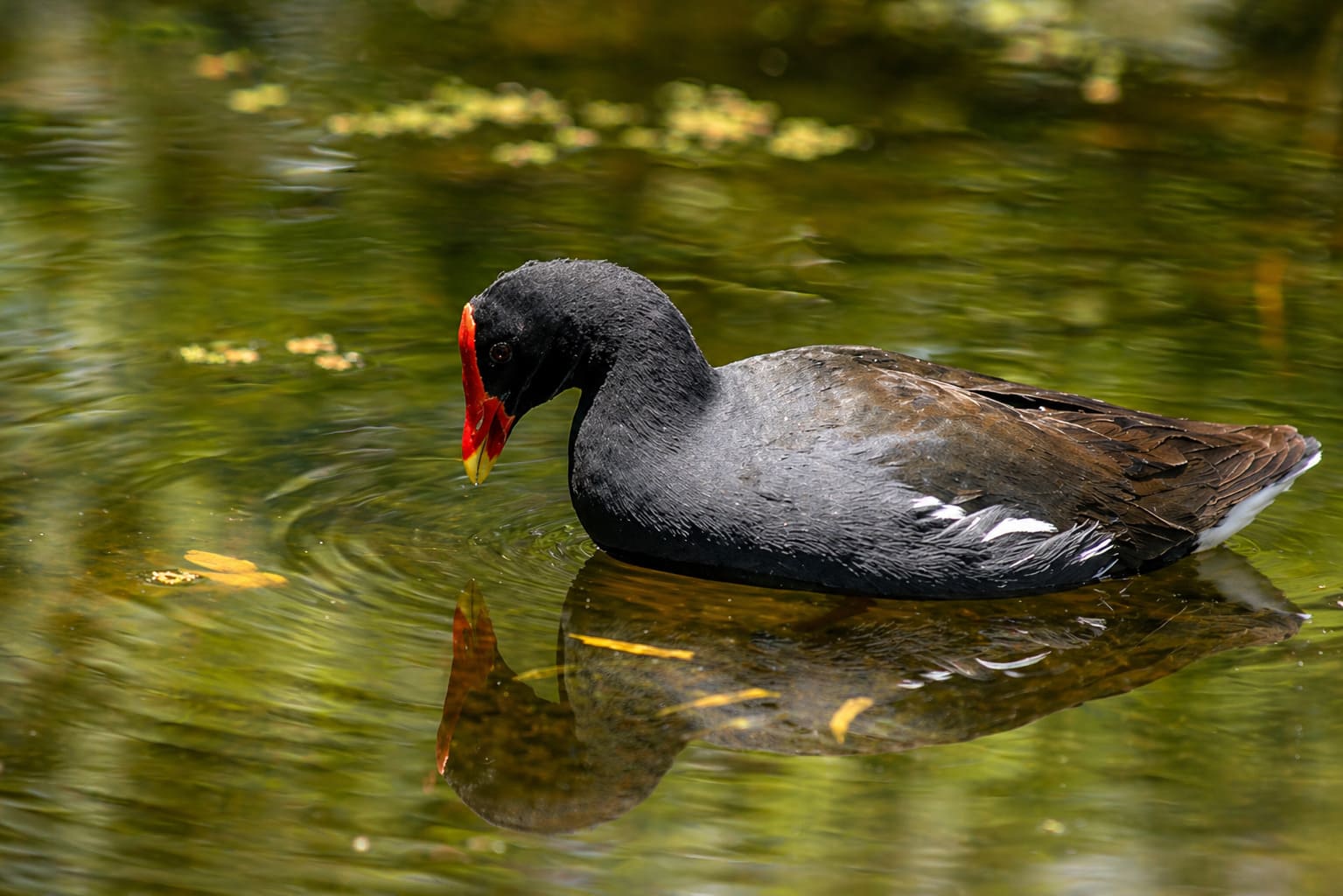 Hawaiian Moorhen