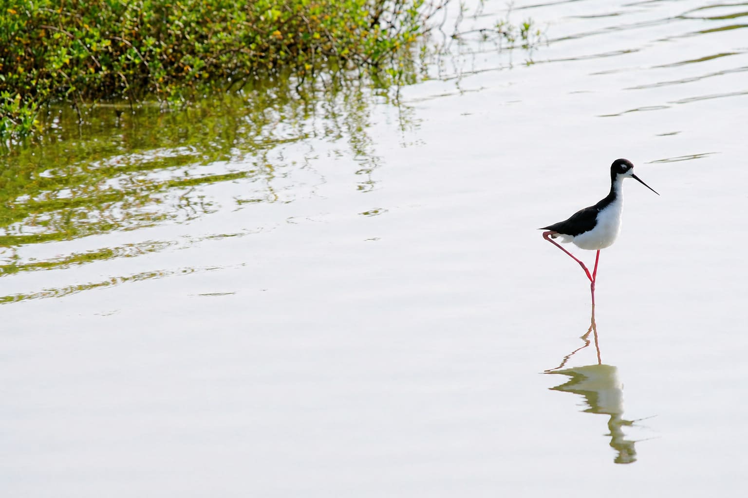 Hawaiian Stilt