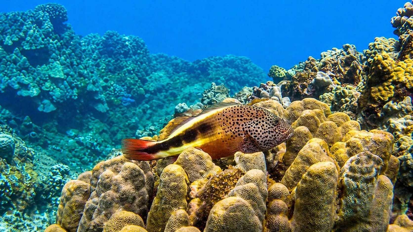 Hawkfishes