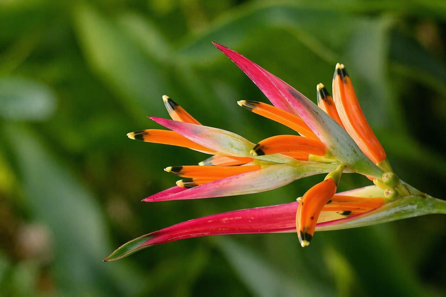 Heliconia