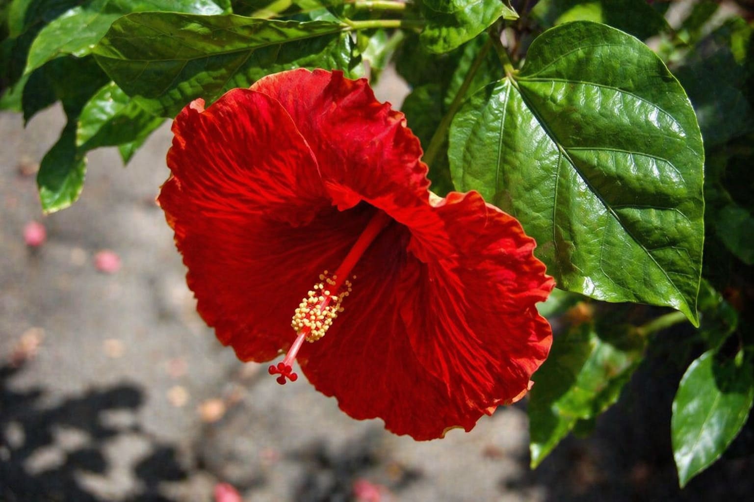 Hibiscus