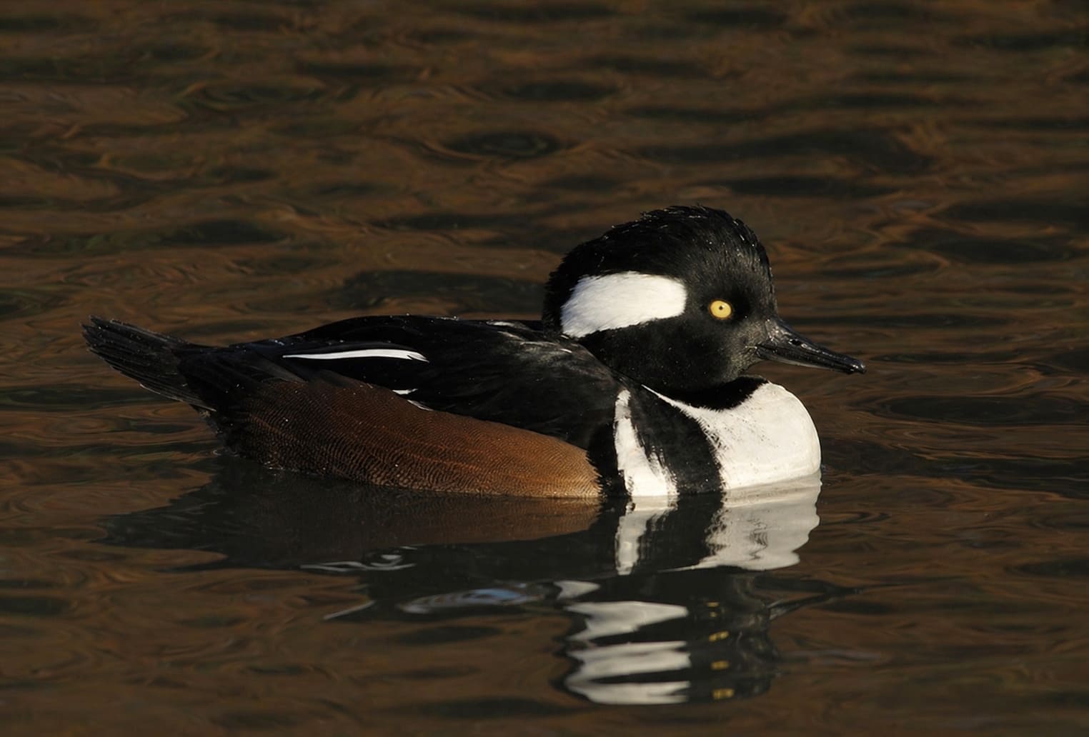 Hooded Merganser