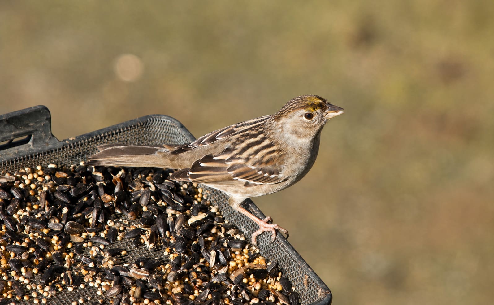 House Finch
