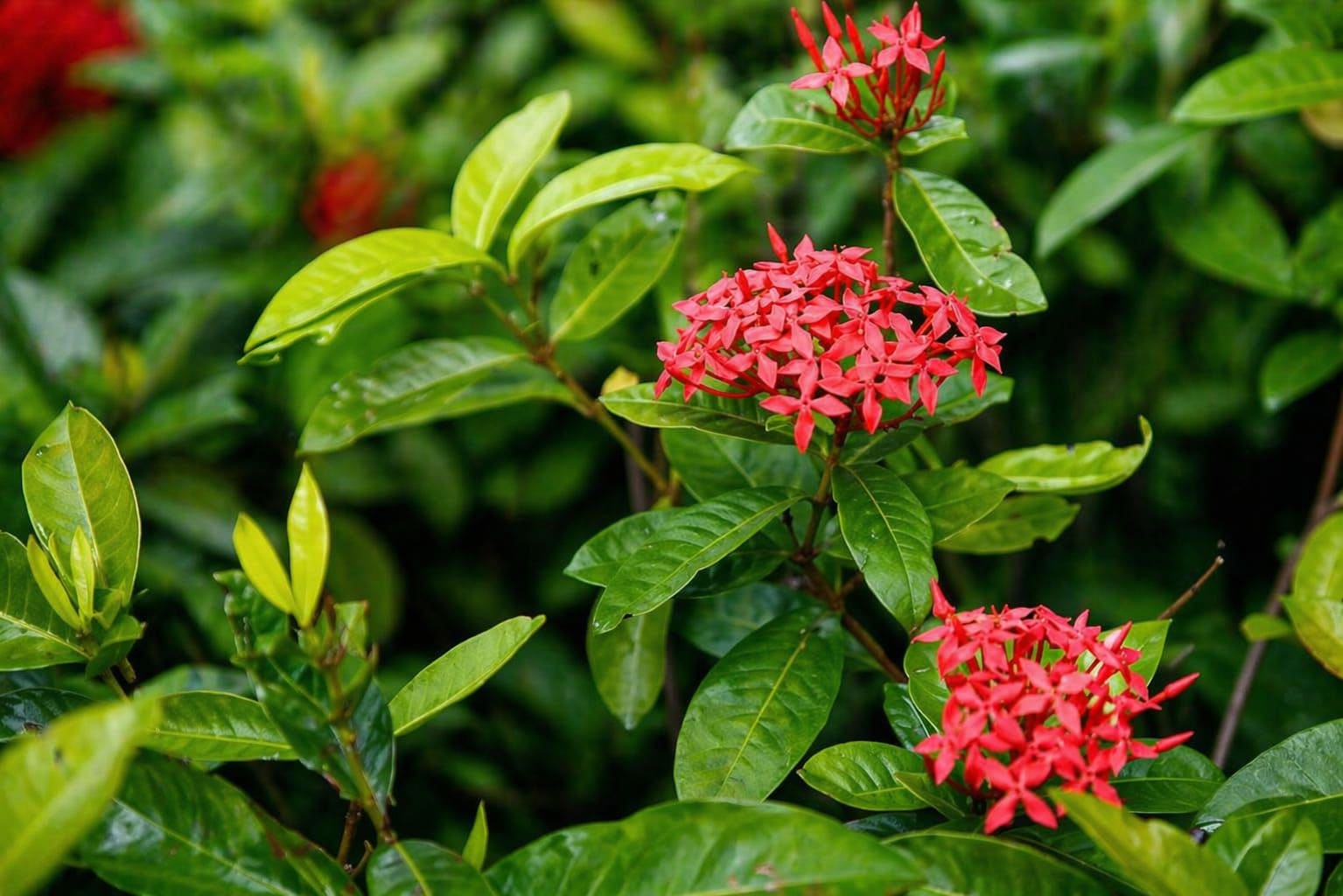 Ixora