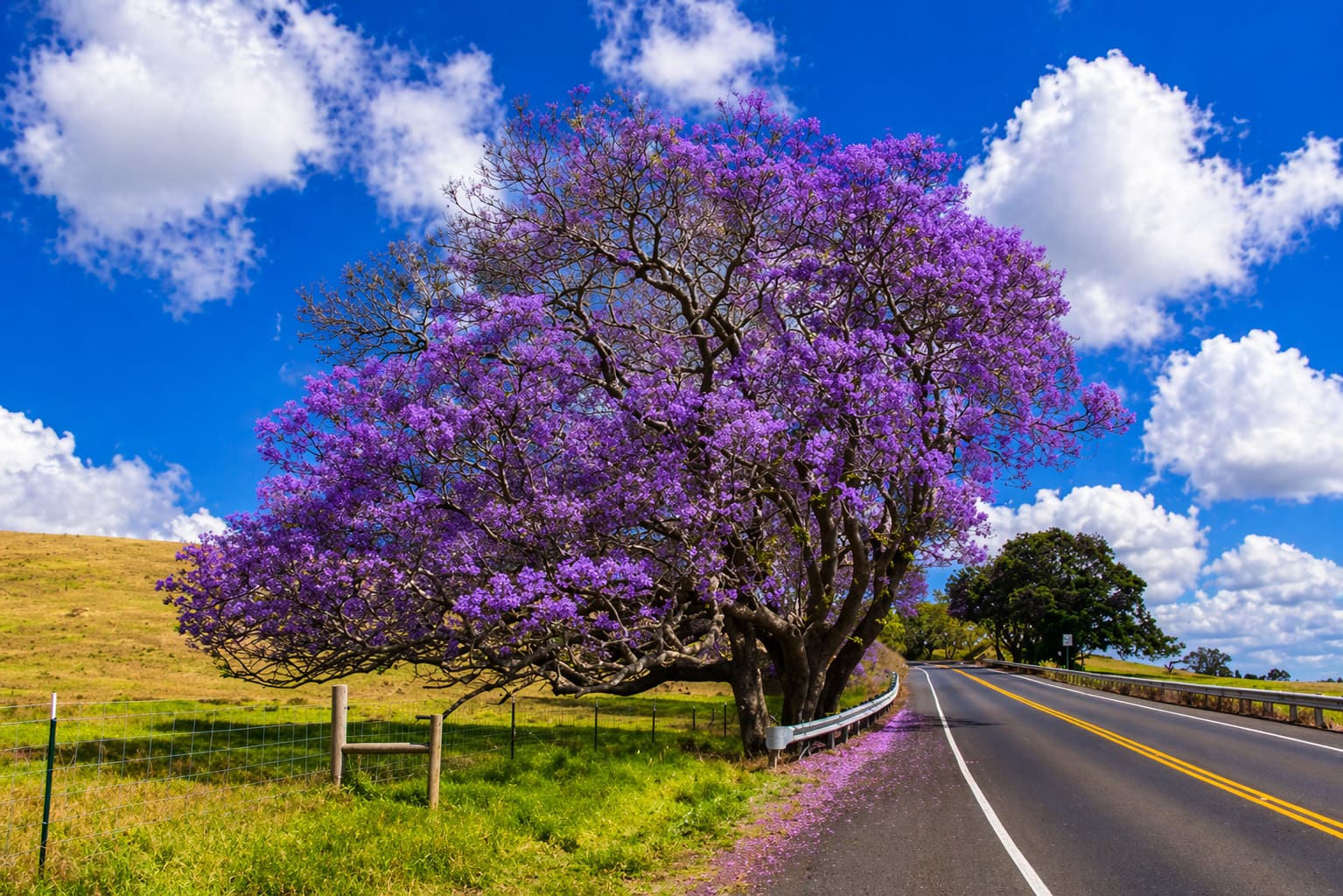 Jacaranda Tree