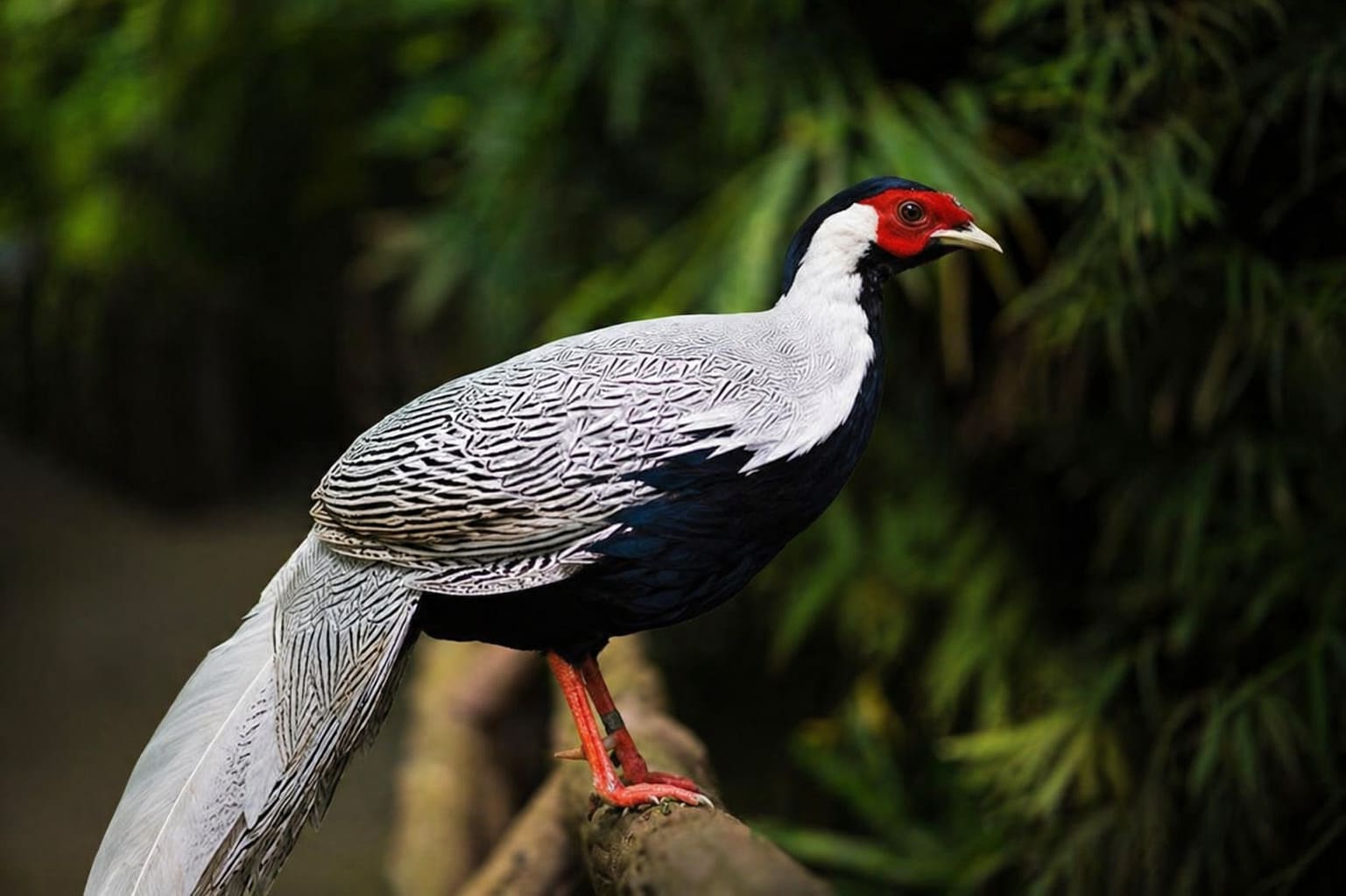 Kalij Pheasant