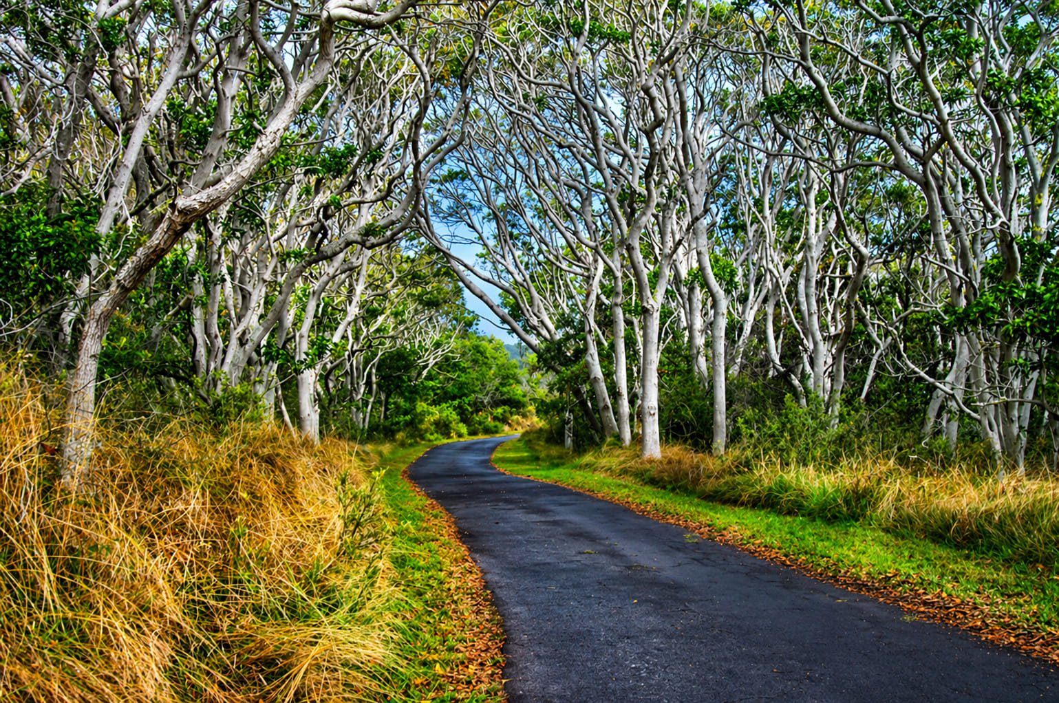 Koa Tree