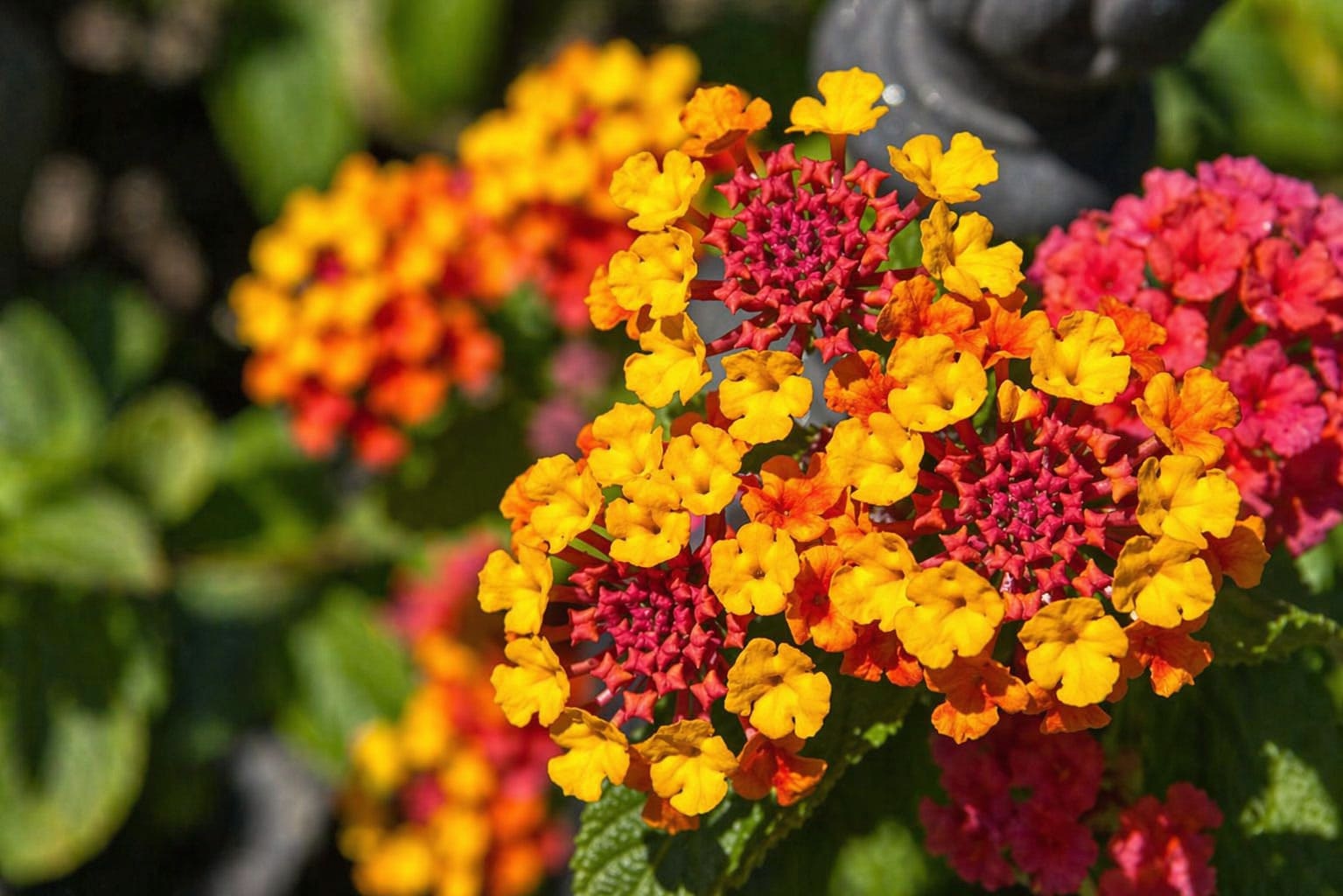 Lantana