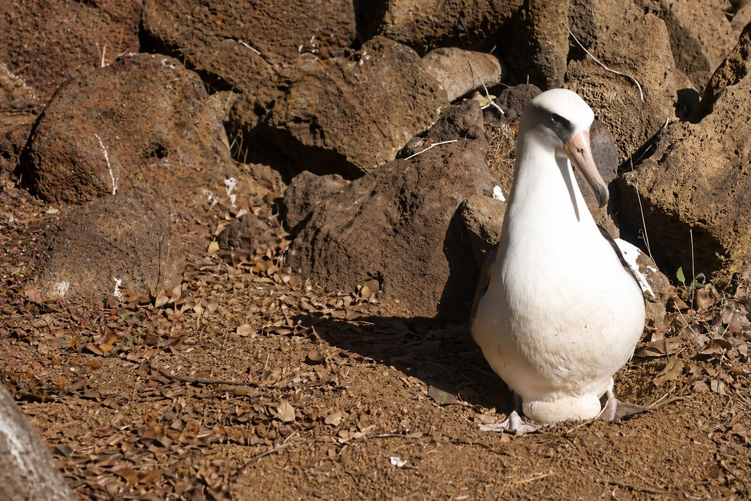 Laysan Albatross