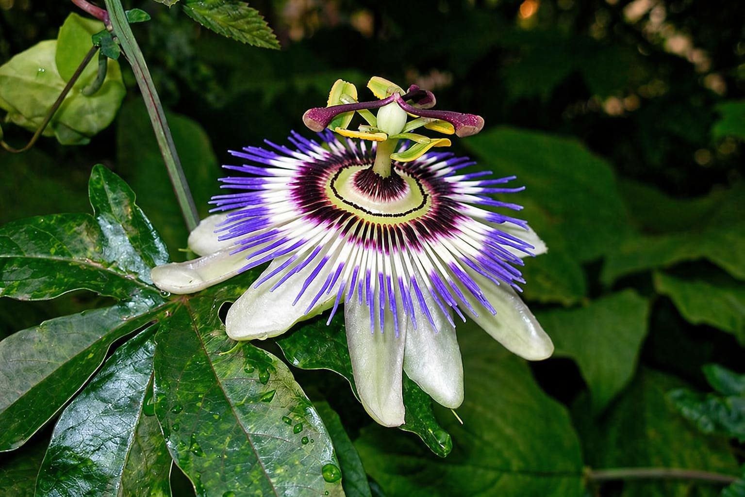 Lilikoi