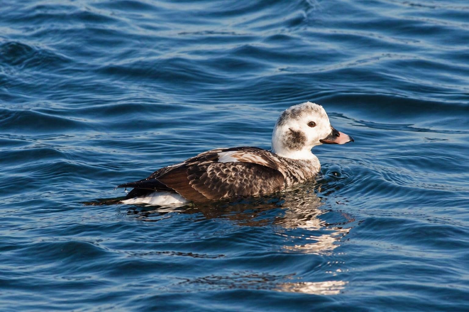Long-Tailed Duck