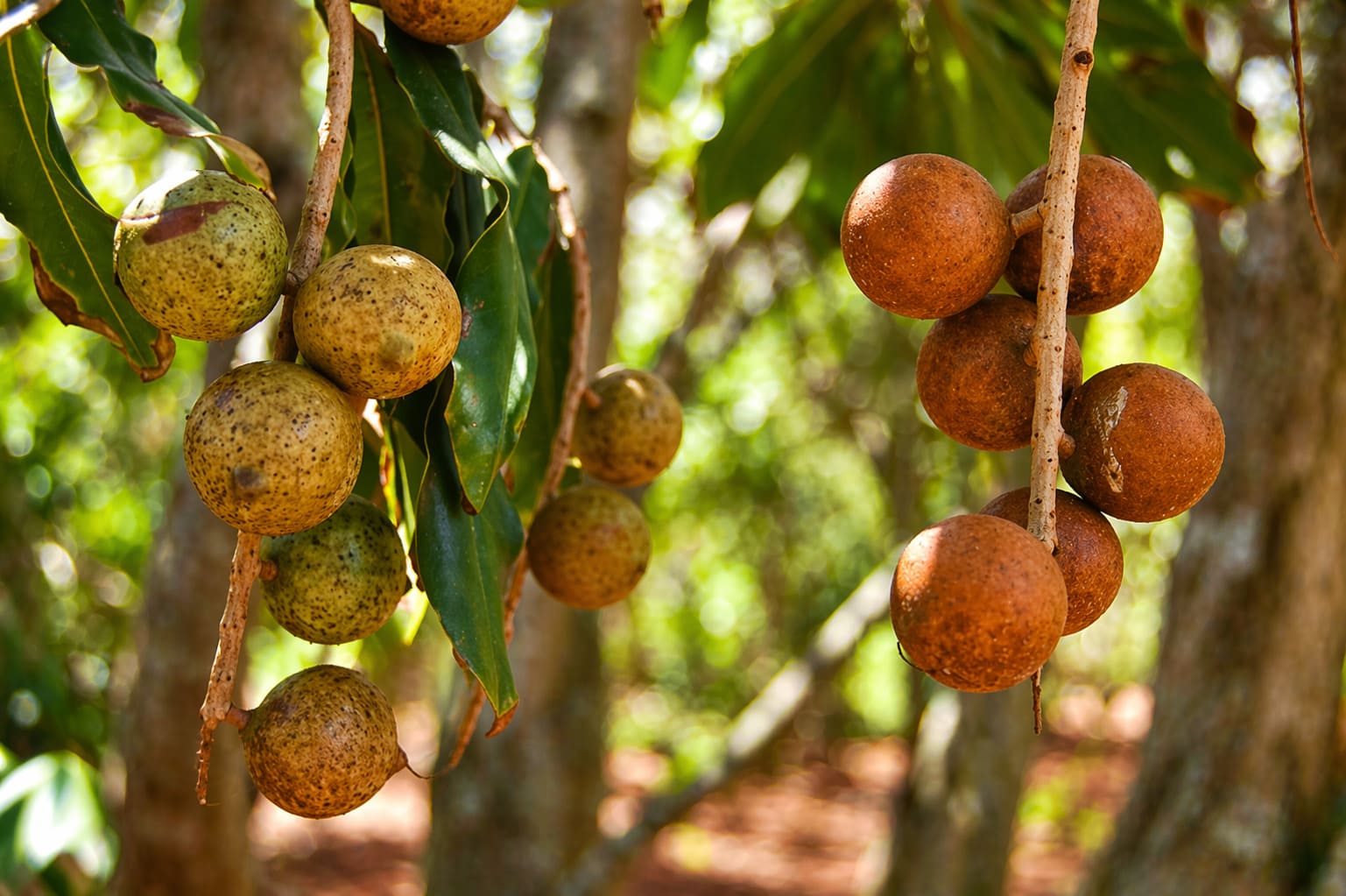 Macadamia Tree