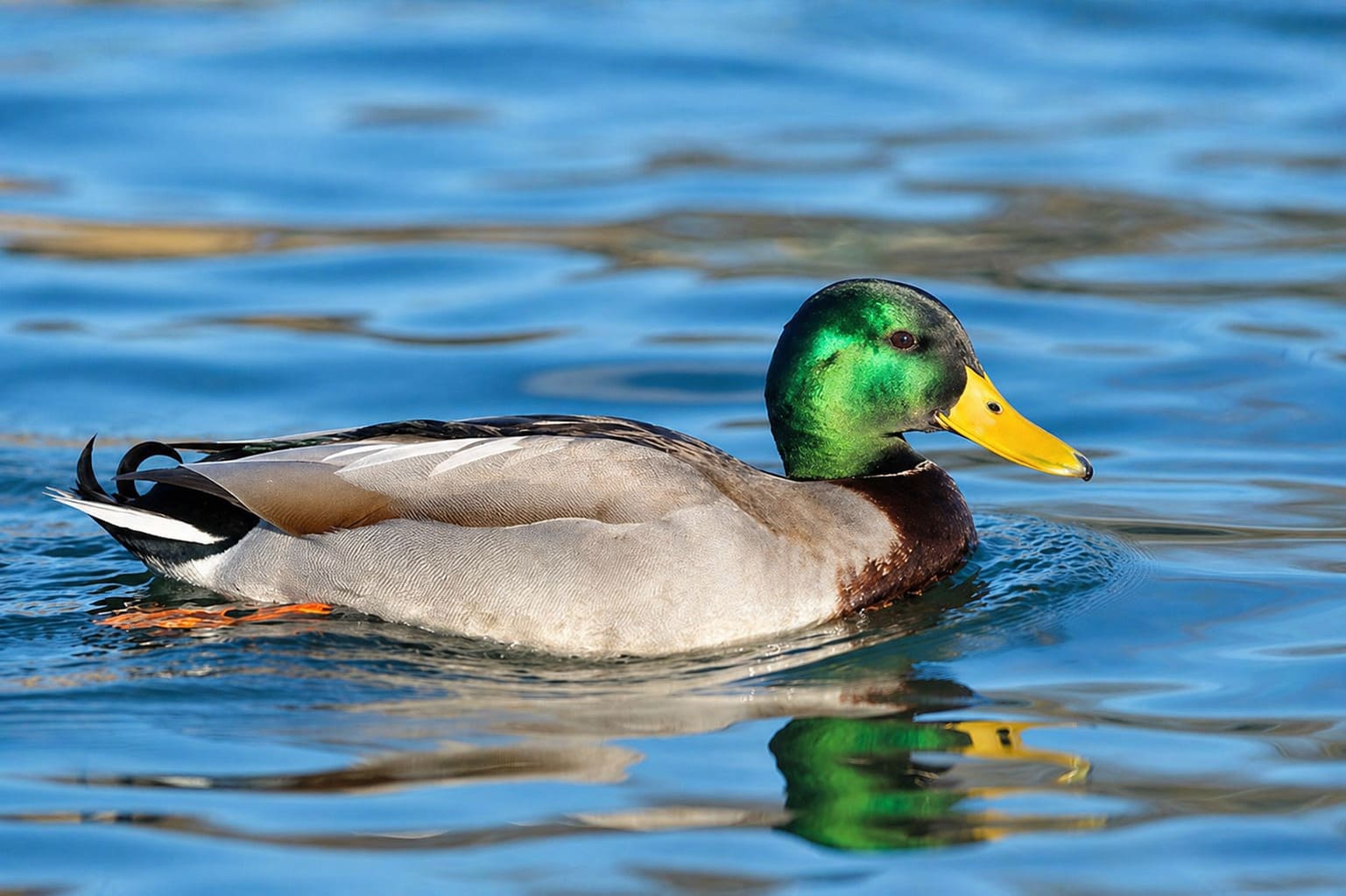 Mallard Duck
