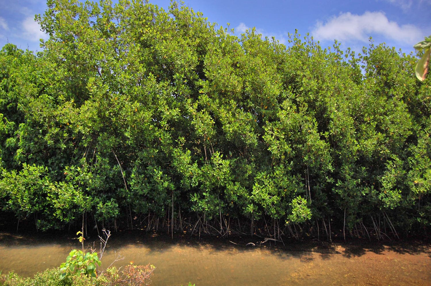 Mangrove Tree