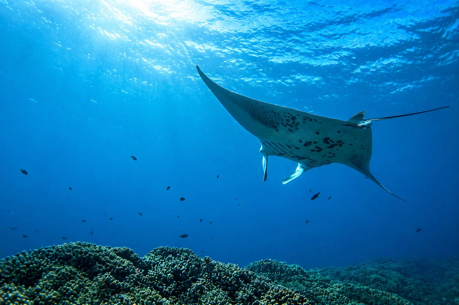 Rays