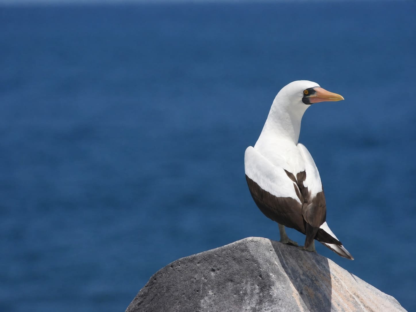 Masked Booby