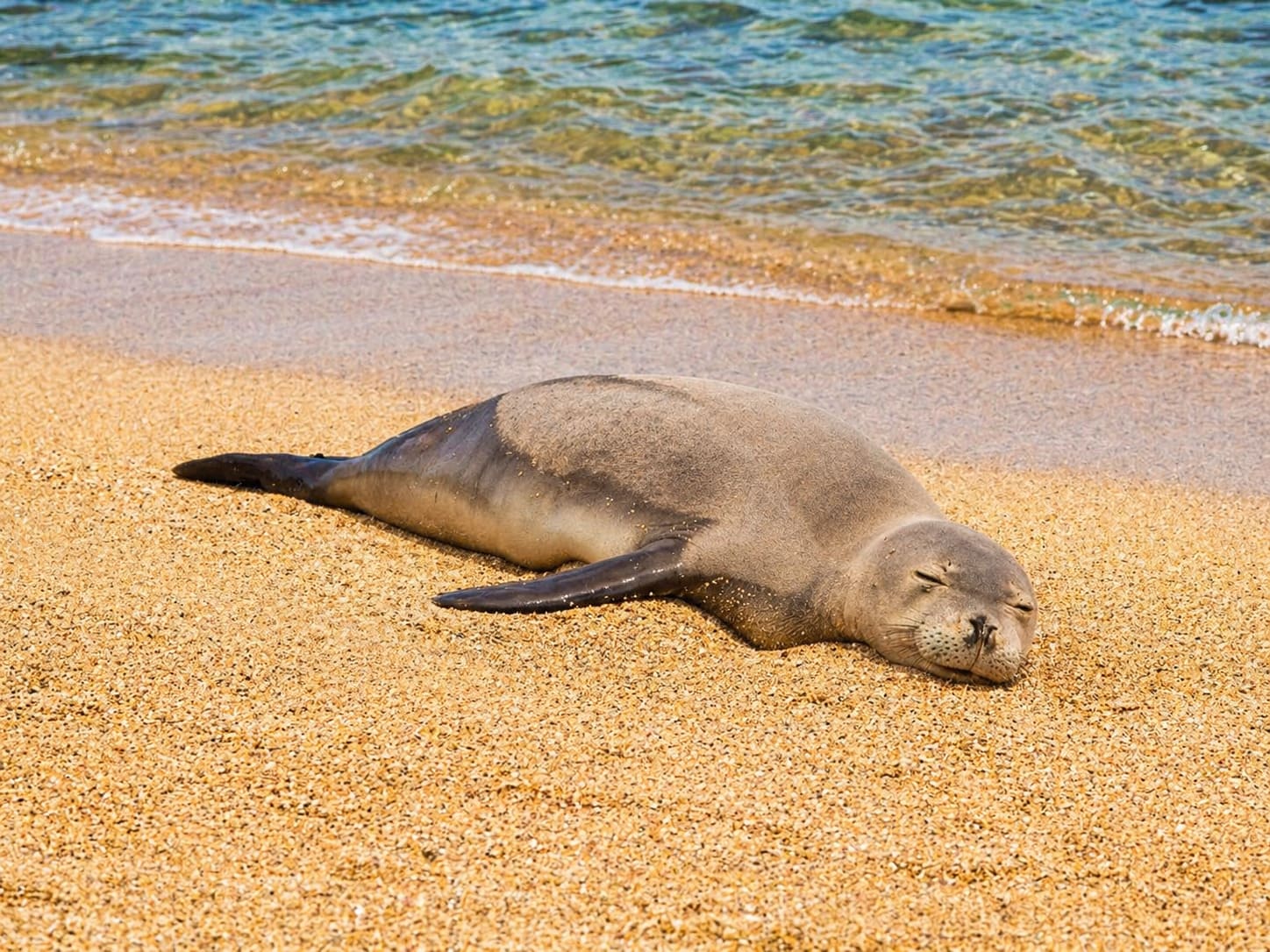 Monk Seals