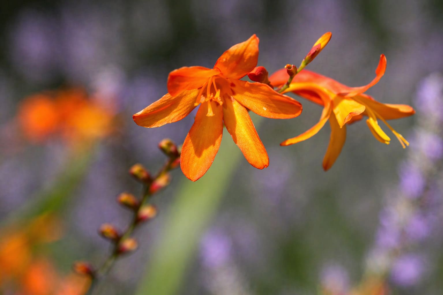 Montbretia