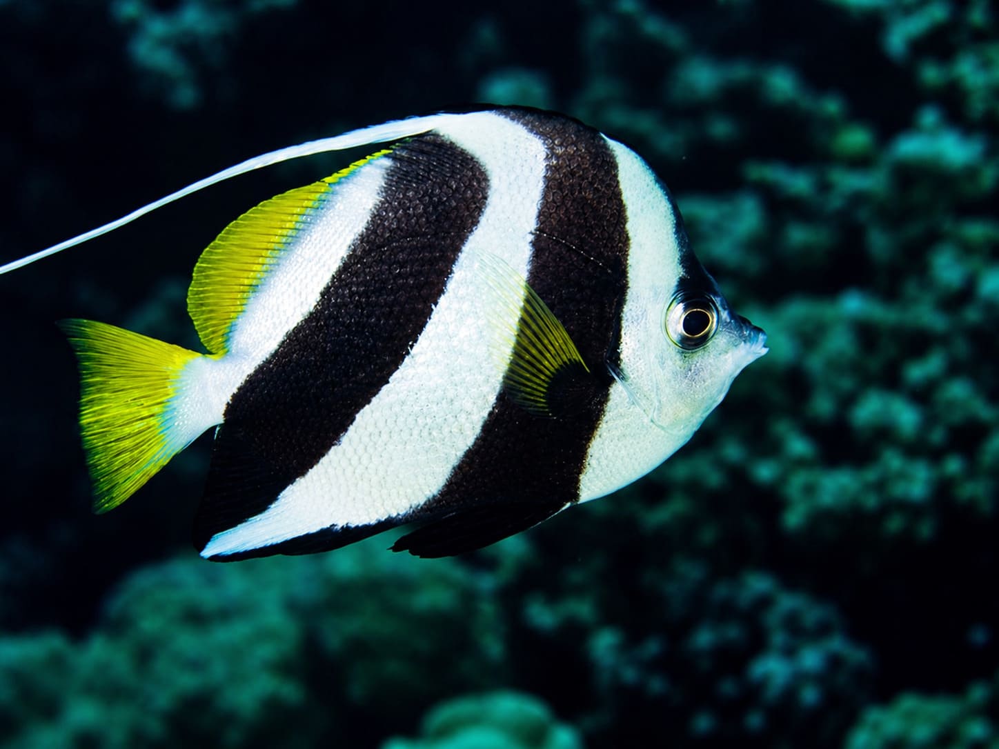 Moorish Idols