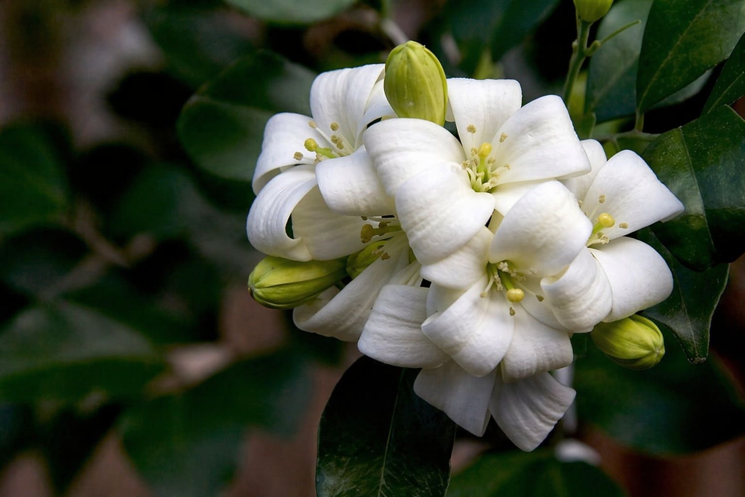 Mock Orange