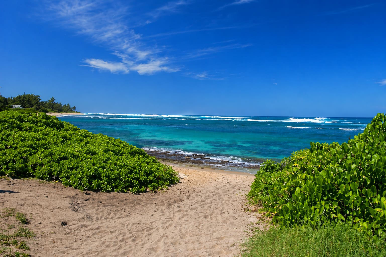 Beach Naupaka