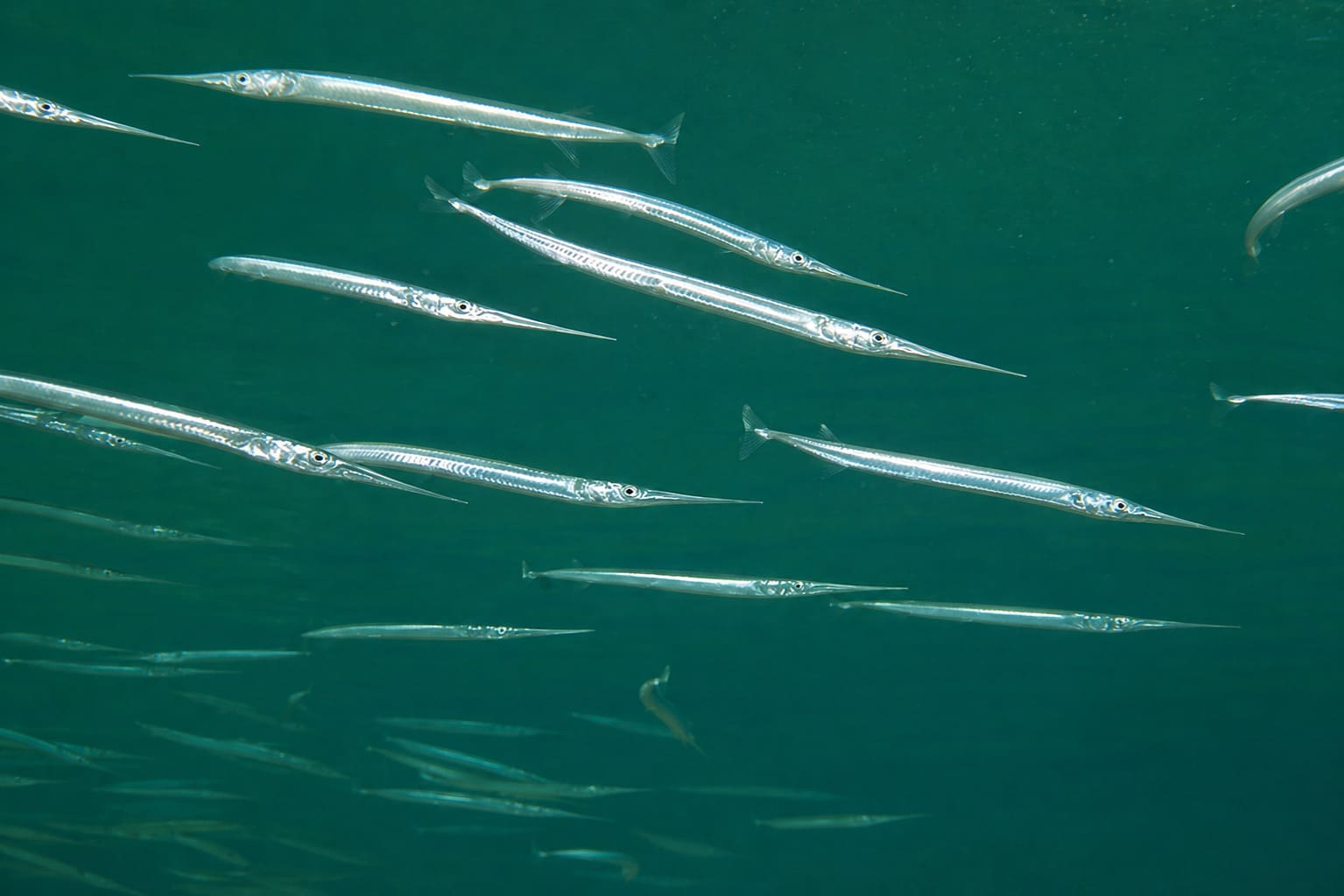 Needlefishes